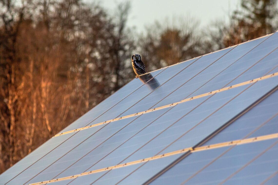 Eule auf einem Solarpanel