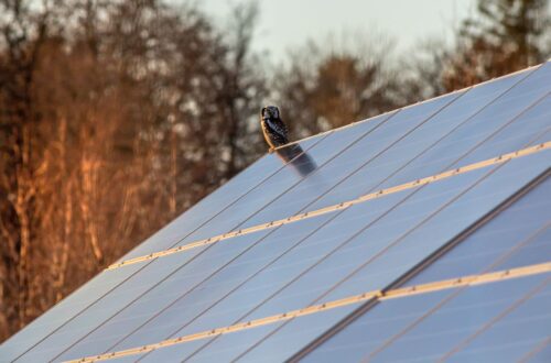 Eule auf einem Solarpanel